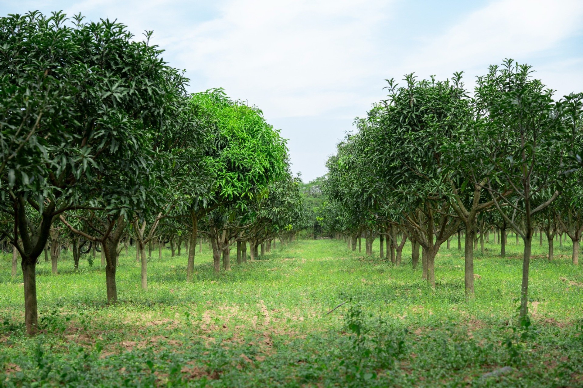 Mango orchard rows