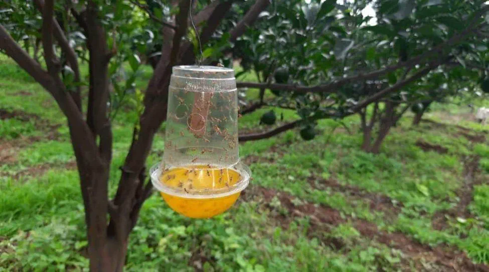 Natural pest management