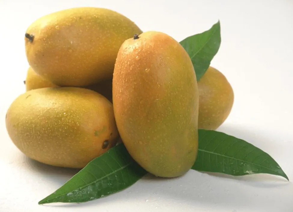 Dasheri Mango